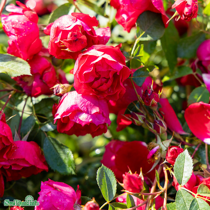Rosa 'Adelaide Hoodless' A kval C4