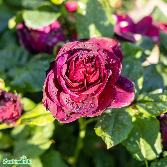 Rosa 'Astrid Gräfin von Hardenberg' A kval C4