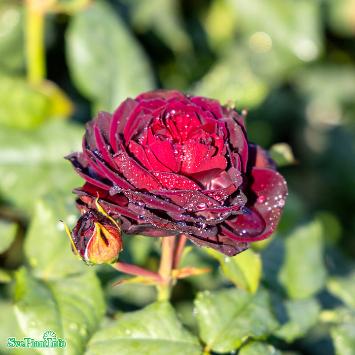 Rosa 'Astrid Gräfin von Hardenberg' A kval C4