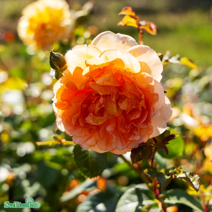 Rosa 'Dame Judy Dench' A kval C6