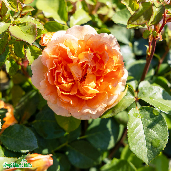 Rosa 'Dame Judy Dench' A kval C6