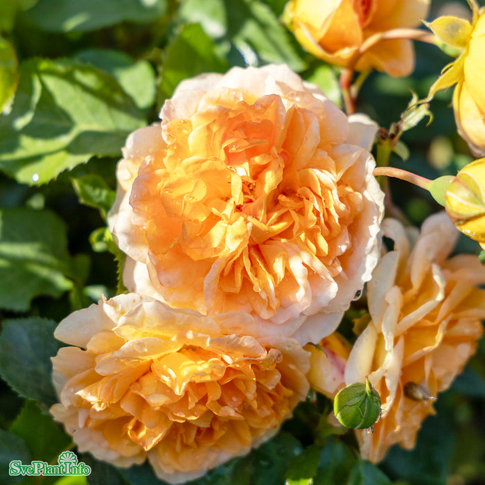 Rosa 'Dame Judy Dench' A kval C6