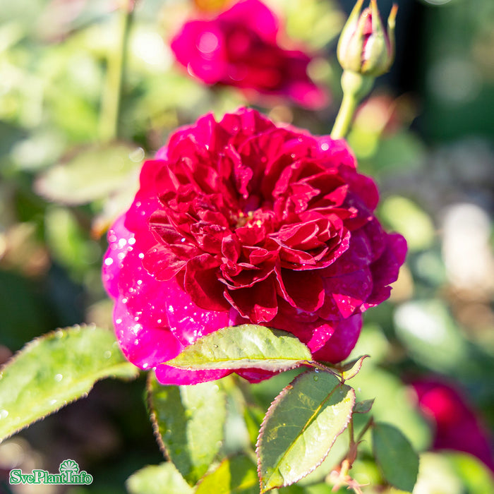 Rosa 'Darcey Bussell' A-kval C6