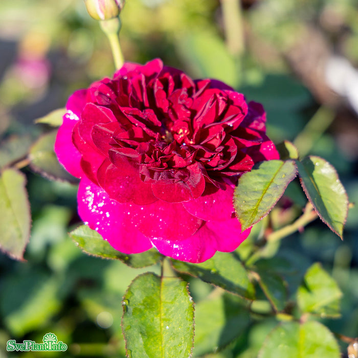 Rosa 'Darcey Bussell' A-kval C6