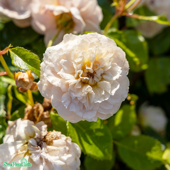 Rosa 'Emily Bronté' A kval C6