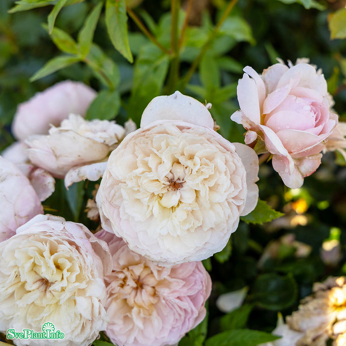 Rosa 'Emily Bronté' A kval C6