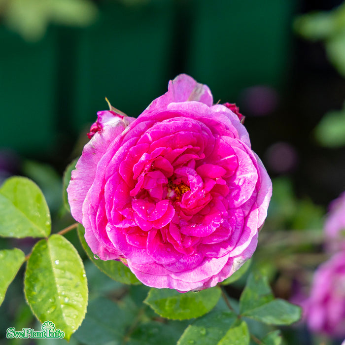 Rosa 'Gertrude Jekyll' A kval C6