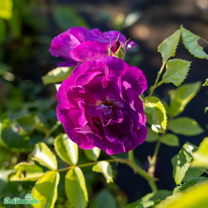 Rosa 'Rhapsody in Blue' A kval C4