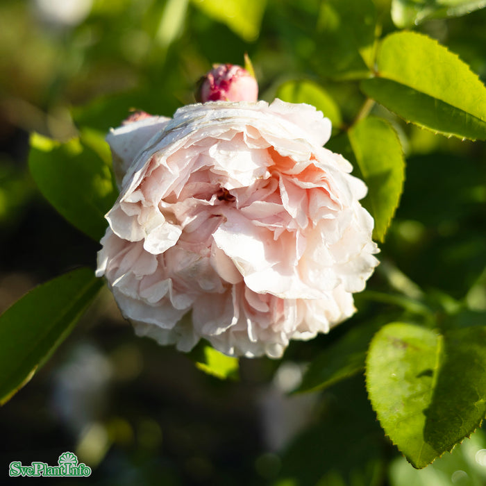 Rosa 'St Swithun' A-kval C6