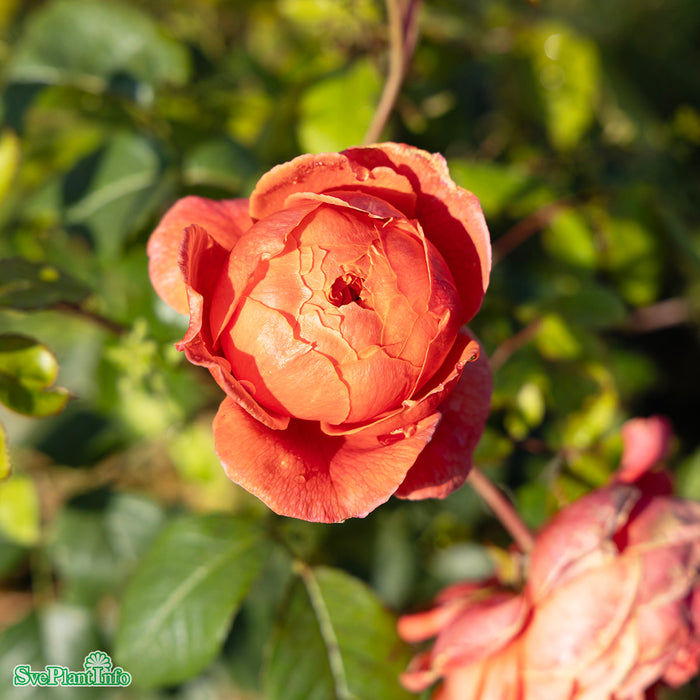 Rosa 'Summer Song' A kval C6