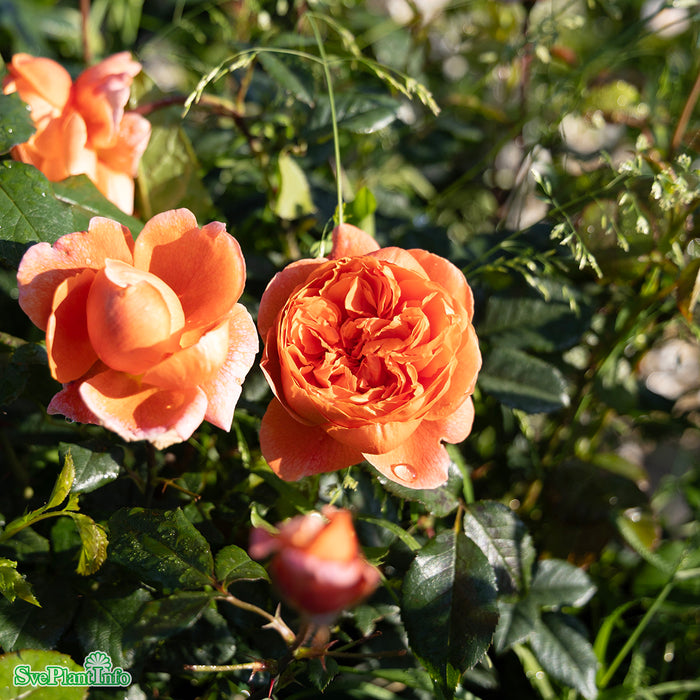 Rosa 'Summer Song' A kval C6