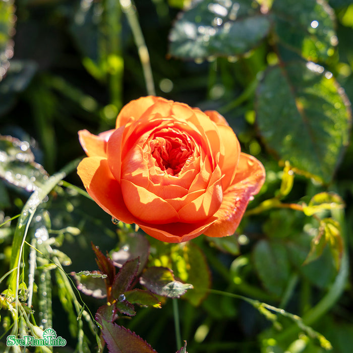 Rosa 'Summer Song' A kval C6