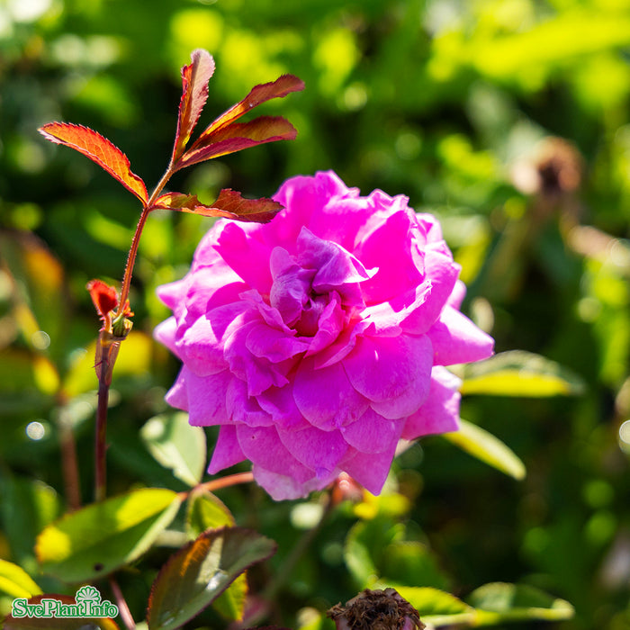 Rosa 'The Mayflower' A kval C6