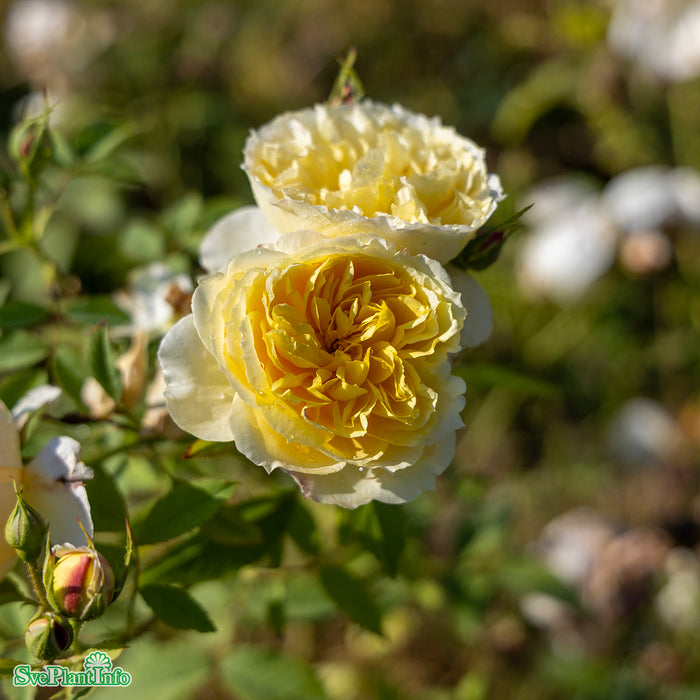 Rosa 'The Pilgrim' A-kval C6
