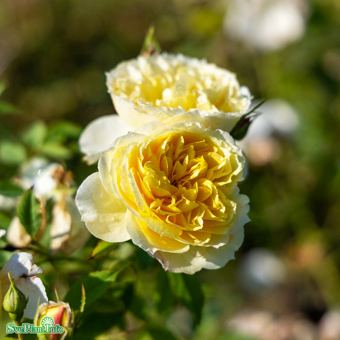 Rosa 'The Pilgrim' A-kval C6