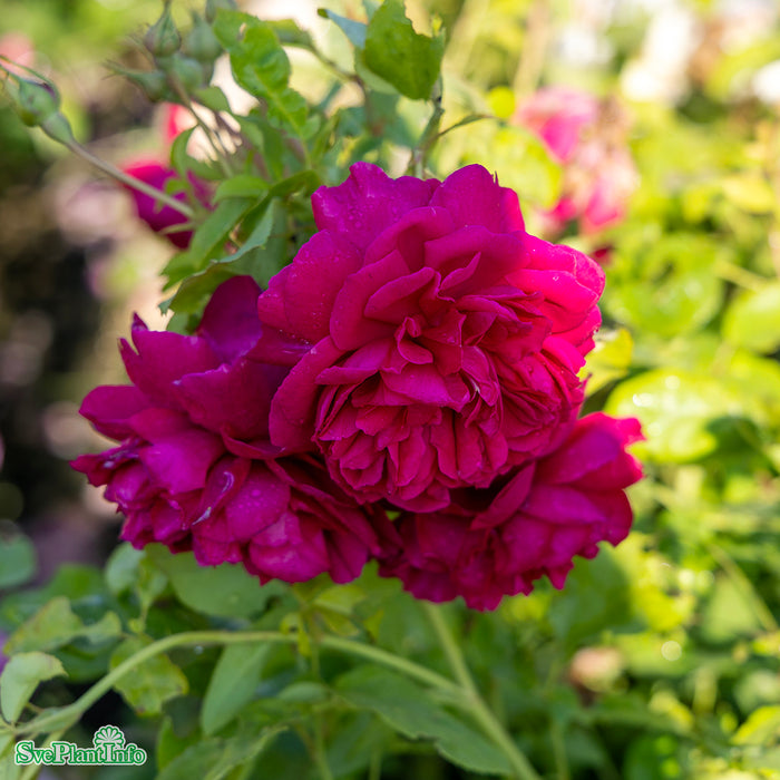 Rosa 'Thomas À Becket' A kval C6