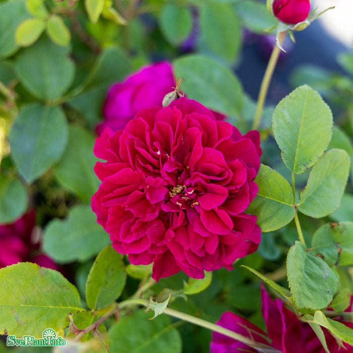 Rosa 'Thomas À Becket' A kval C6