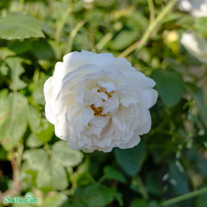 Rosa 'Winchester Cathedral' A-kval C6