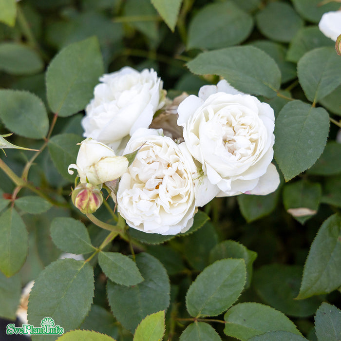 Rosa 'Winchester Cathedral' A-kval C6