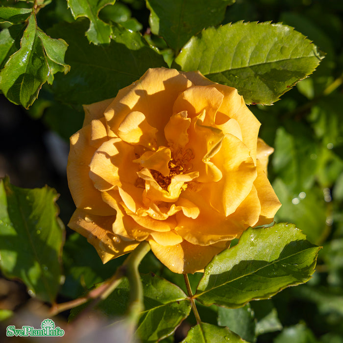 Rosa 'Goldener Olymp' A kval C4