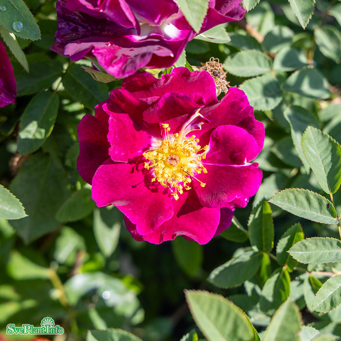 Rosa 'Night Owl' A kval C4