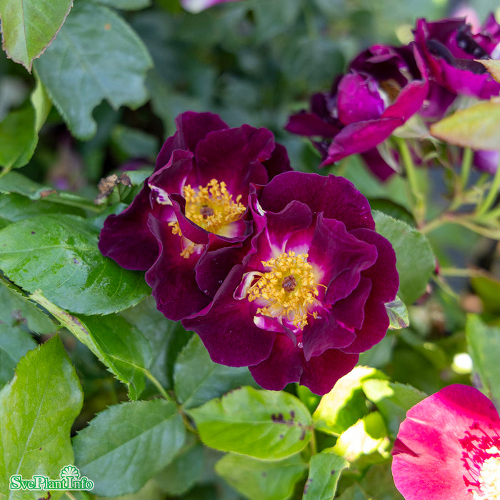 Rosa 'Night Owl' A kval C4