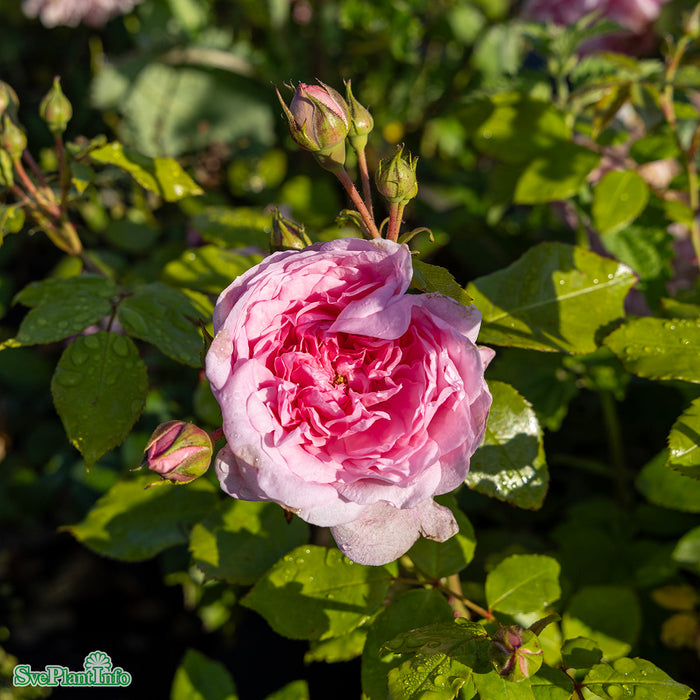 Rosa 'Sweet Laguna' A kval C4