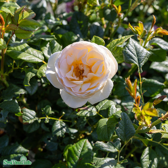 Rosa 'Uetersener Klosterrose' Solitär C20 200-250cm