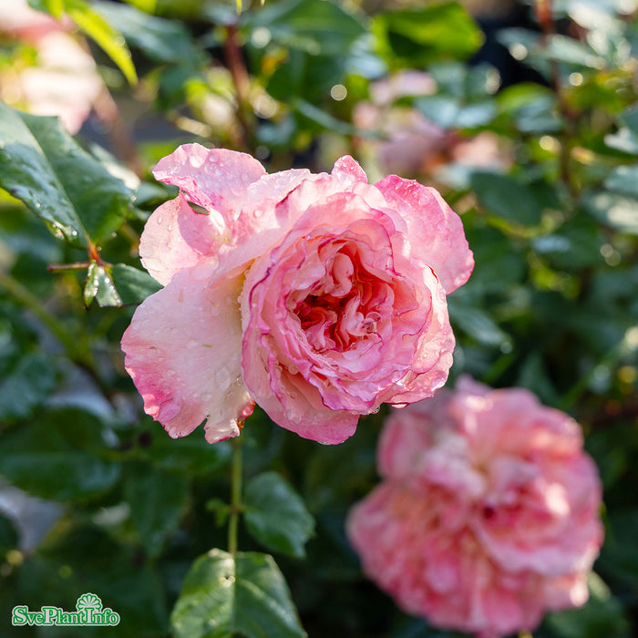 Rosa 'Augusta Luise' A kval C4
