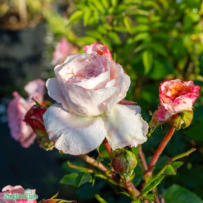 Rosa 'Augusta Luise' A kval C4