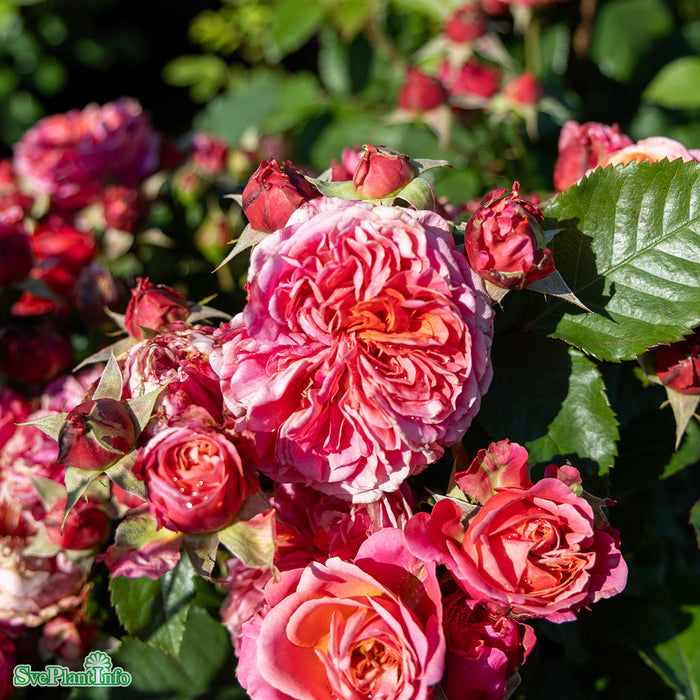 Rosa 'Mary Ann' A kval C4