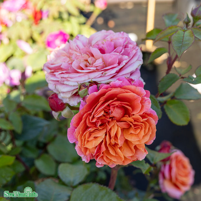 Rosa 'Mary Ann' A kval C4