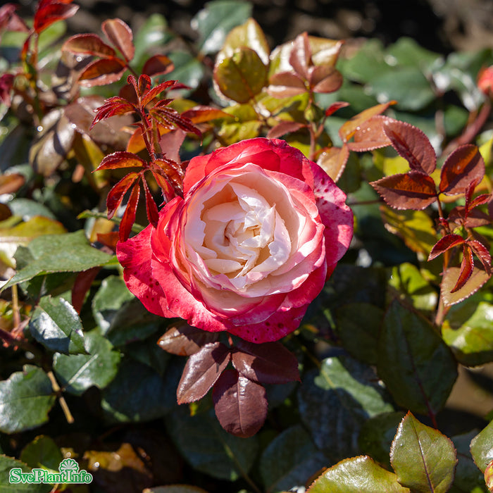 Rosa 'Nostalgie' C6 Stam 60cm