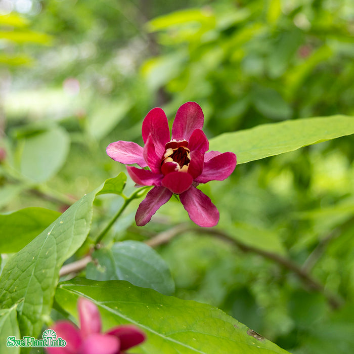 Calycanthus 'Aphrodite' Solitär C12 80-100cm