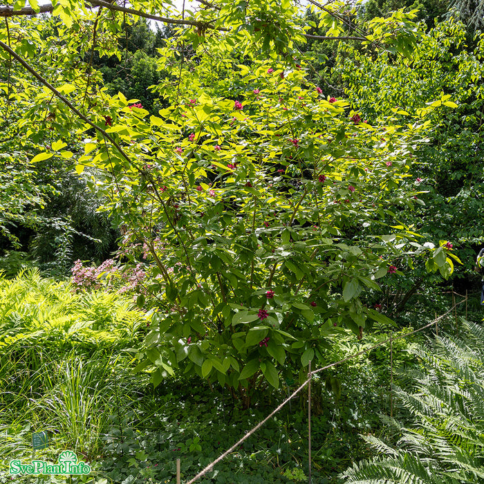 Calycanthus 'Aphrodite'