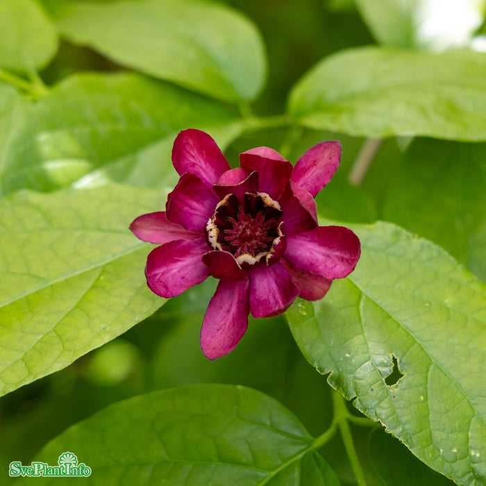 Calycanthus floridus 'Aphrodite' Solitär C20 200-250cm