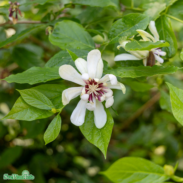 Calycanthus 'Venus' C6