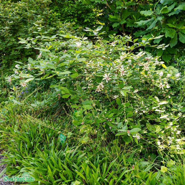 Calycanthus 'Venus' Solitär C12 60-80cm