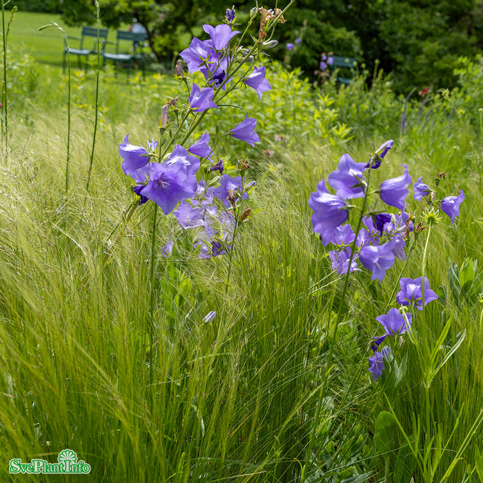 Campanula persicifolia A-kval