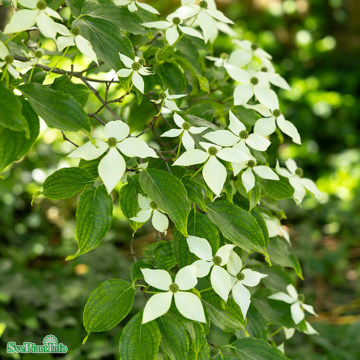 Cornus kousa chinensis 'China Girl' C10 100-125cm