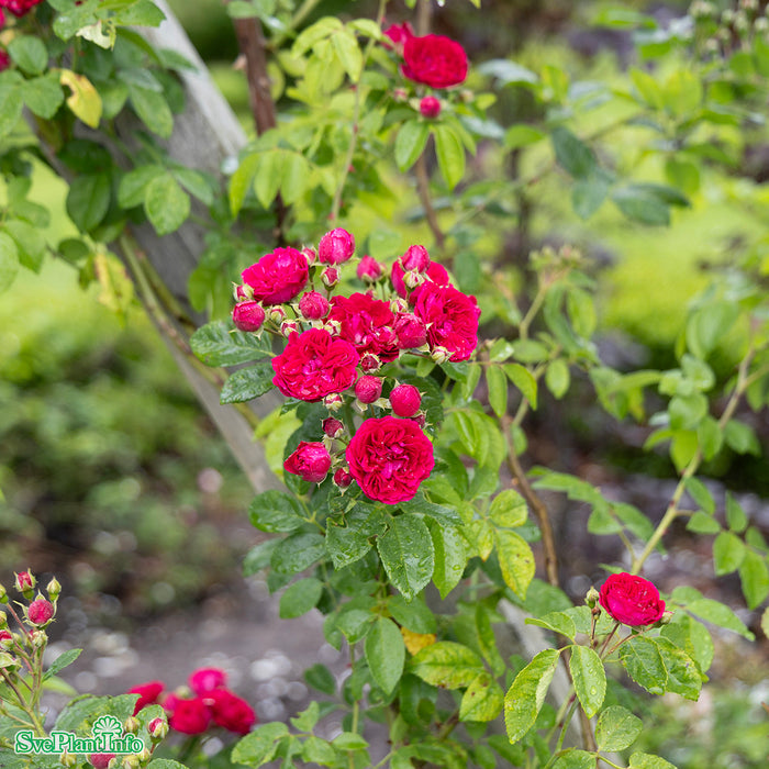 Rosa 'Chevy Chase' A kval C4