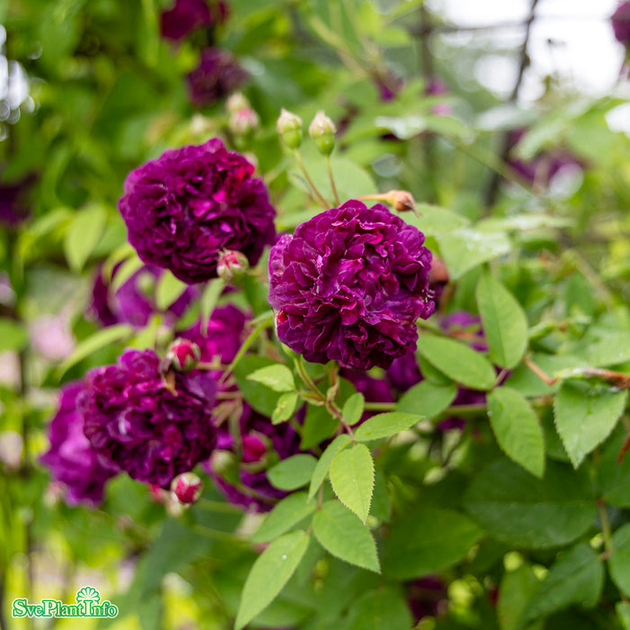 Rosa 'Skedarosen' A-kval C3,5