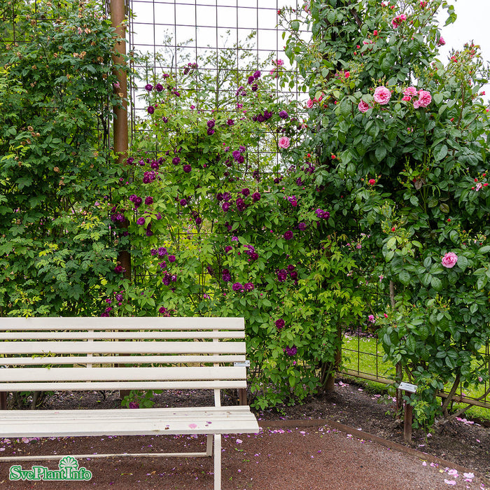 Rosa 'Skedarosen' A-kval C3,5