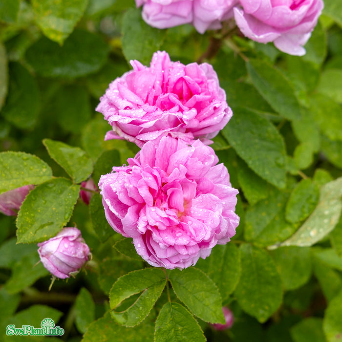 Rosa 'Salet' A-kval C4