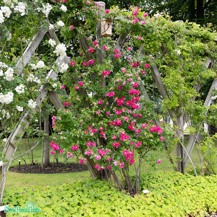 Rosa 'William Buffin' A kval C4