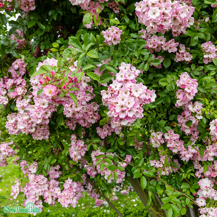 Rosa 'Valdemar' A kval C4