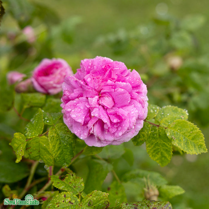 Rosa 'Duchesse de Rohan' A kval C4