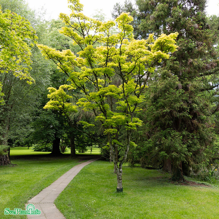 Acer shirasawanum 'Autumn Moon' Solitär C20 80-100cm