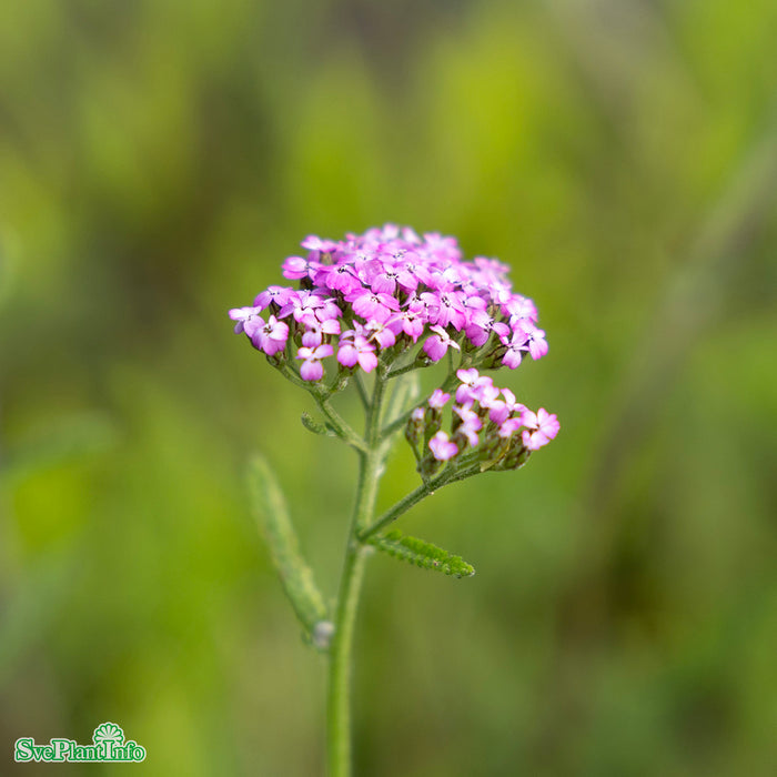 Achillea millefolium 'Lilac Beauty' A-kval
