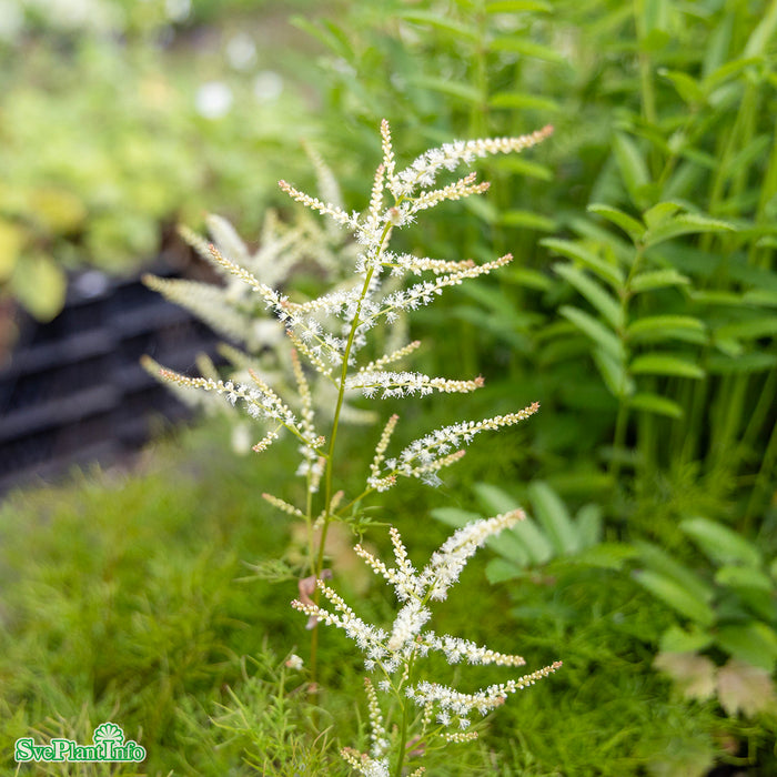 Aruncus 'Fairy Hair' A-kval